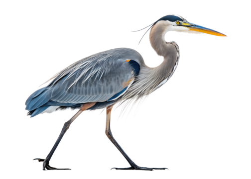 Graceful Great Blue Heron Wildlife Portrait