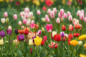   Bright colorful tulips fields in blossom. the Netherlands    