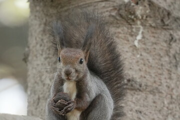 冬毛のエゾリス
