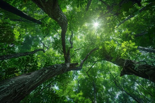 Sun shining through canopy of tall trees creating dappled light effect in tropical rainforest