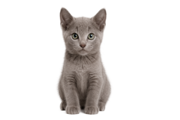 Russian Blue kitten portrait, gray short-haired cat with green eyes
