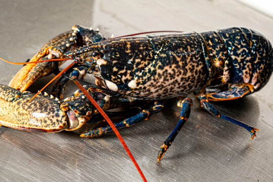 Blue lobster close-up, beautiful seafood