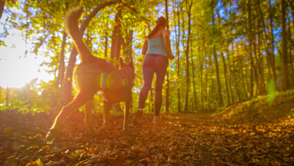 LENS FLARE, LOW ANGLE VIEW: Active woman and her pet jogging along a trail covered in autumn leaves. Golden sunlight floods the path, creating a picturesque atmosphere during a morning run in forest.