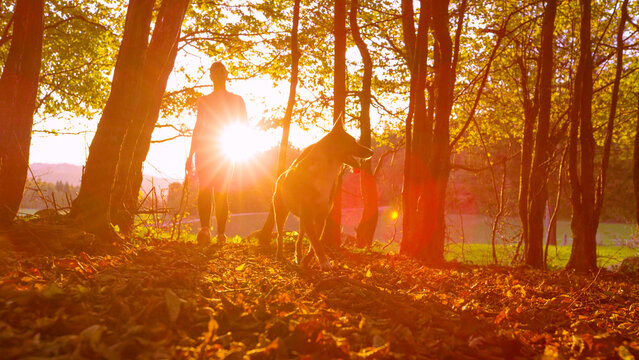 LENS FLARE SILHOUETTE, LOW ANGLE VIEW: Fit young woman and her loyal shepherd dog explore autumn forest in golden morning light. Fallen leaves rustle as they walk through the colorful woods at sunrise - Powered by Adobe
