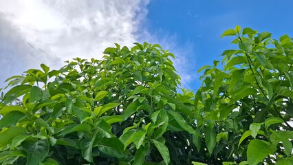 This is the tip of an avocado tree.