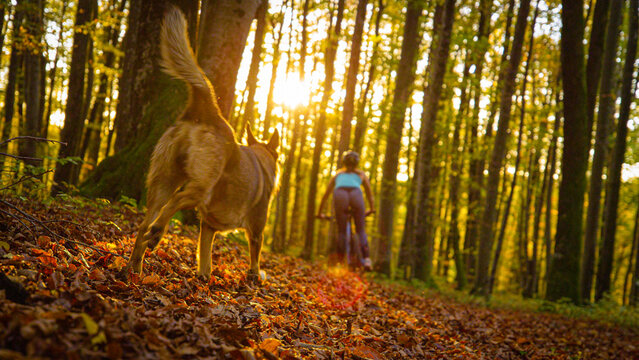 CLOSE UP, LENS FLARE: Fallen autumn leaves fly in the air as biker rides along forest path, followed by her brown dog. Fun outdoor activity with energetic pet in colorful woods in vibrant fall season - Powered by Adobe