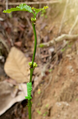 New life of coffee grafting in coffee plantation.