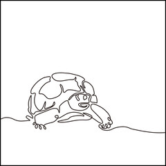 turtle on a white background