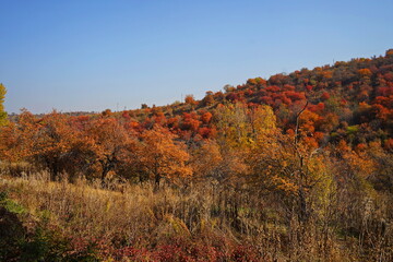 Fototapeta premium Bright and juicy autumn leaves. Mountainous area with different trees, leaf fall. Magical autumn.