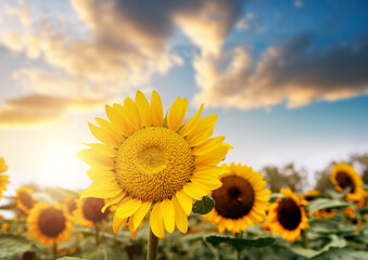 Obraz premium Blooming sunflowers under the sky