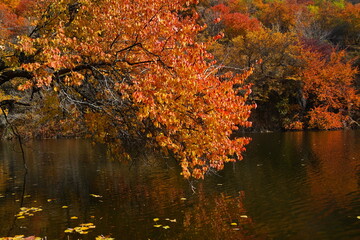 Soldier Lake. A lake in a mountainous area with different vegetation. Bright juicy autumn leaves, leaf fall and reflection in the water.