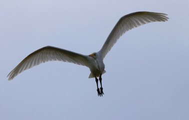 the great white heron stares stupidly down