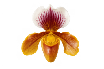 Lady's slipper orchid, complex structure displaying vibrant yellow, white, and maroon petals on transparent background