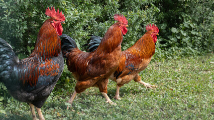 Three roosters enjoying the green field