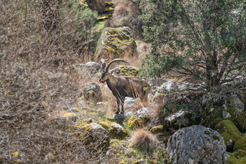 Iberian ibex in its natural habitat in Spain