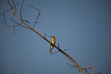 A vibrant Chestnut headed Bee eater  perched on a branch under natural light, showcasing its bright...