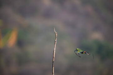 A vibrant green barbet in mid flight under natural light, showcasing its bright green plumage  with a orange beak. the background is well blurred.