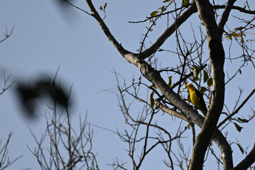 A vibrant Indian golden oriole   perched on a branch under natural light, showcasing its bright plumage  with  surrounded small branches. the background is well blurred with blue sky.