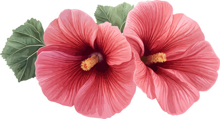 watercolor illustration two pink hibiscus flowers