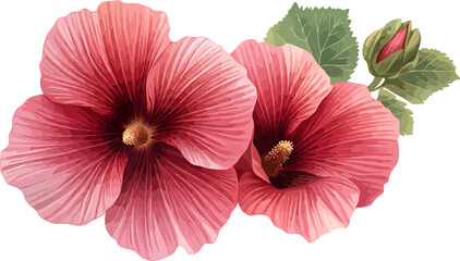 watercolor illustration two pink hibiscus flowers