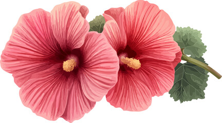 watercolor illustration two pink hibiscus flowers