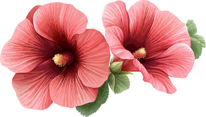 watercolor illustration two pink hibiscus flowers