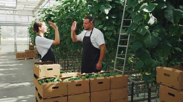 Harvesting. Two workers in aprons carry harvested cucumbers and chat. A young man and woman, harvesters, chat while working. Teamwork, part-time work during harvest season.