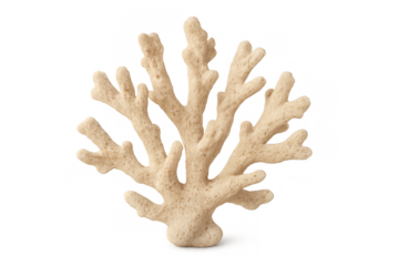 Beige branch coral skeleton on transparent background, nature, marine life, ocean, water wildlife resource