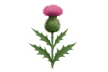 Scottish thistle plant with prickly green leaves and vibrant pink flower on transparent background