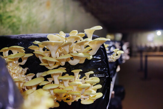Row of mushroom substrate bags in dimly lit underground setting