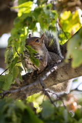 Close-up photo of a squirrel sitting on a tree branch and holding a green leaf in its paws on a sunny day. Nature and wildlife concept showing animal behavior in a natural habitat.
