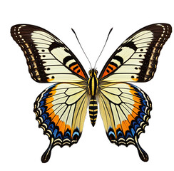 Fototapeta premium Close-up of a butterfly with detailed wing patterns, on a black background