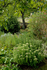 JARDIN DE LA DAILLE - 24-42219.JPG