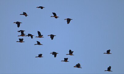 Lesser whistling Ducks flock in flight