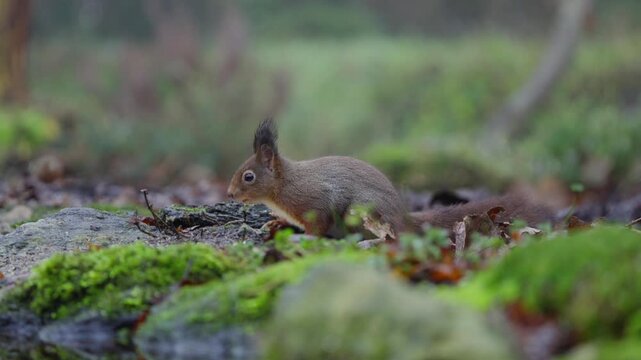 Red squirrel Sciurus vulgaris moves cautiously across moss, tail flicking in slow motion