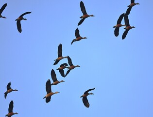 Lesser whistling Ducks flock in flight