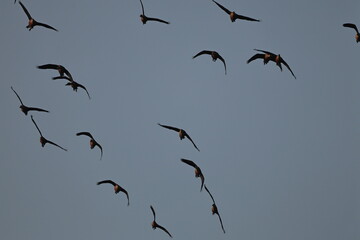 Lesser whistling Ducks flock in flight