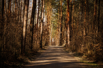 Forest dirt road surrounded by tall pine and birch trees