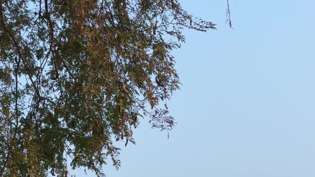 Sunlit tamarind branches heavy with ripe pods sway gently against a clear blue sky, showcasing the natural abundance and earthy beauty of India&rsquo;s tropical landscape.
