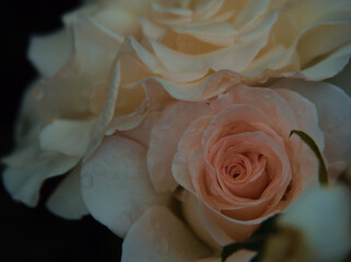 雨上がりの6月に美しく咲いた白色のバラ「フレンチ･レース」