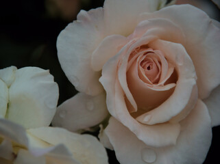 雨上がりの6月に美しく咲いた白色のバラ「フレンチ･レース」