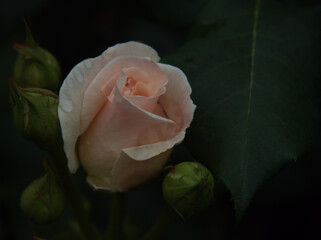 雨上がりの6月に美しく咲いた白色のバラ「フレンチ･レース」