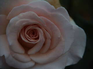 雨上がりの6月に美しく咲いた白色のバラ「フレンチ･レース」