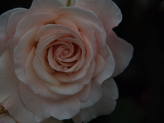 雨上がりの6月に美しく咲いた白色のバラ「フレンチ･レース」