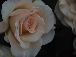 雨上がりの6月に美しく咲いた白色のバラ「フレンチ･レース」