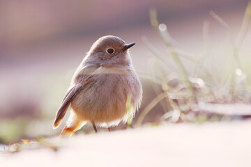 羽を少し広げた可愛いポーズのジョウビタキ