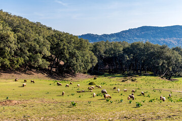Beautiful landscape view from the north of Tunisia