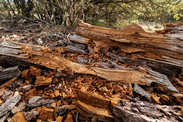 &Aacute;rbol en proceso de descomposici&oacute;n en el suelo del bosque, Alcoy, Espa&ntilde;a