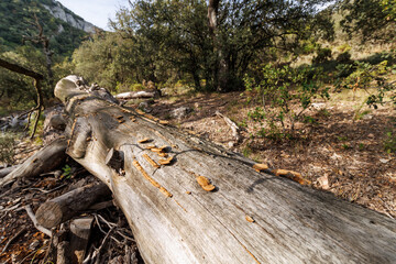 Fototapeta premium Tronco de árbol muerto en el suelo del bosque Font Roja de Alcoy, España