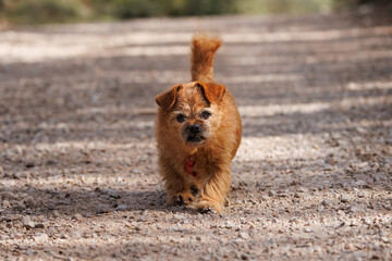 Perro faldero camina de forma altiva en el camino de tierra, Espa&ntilde;a